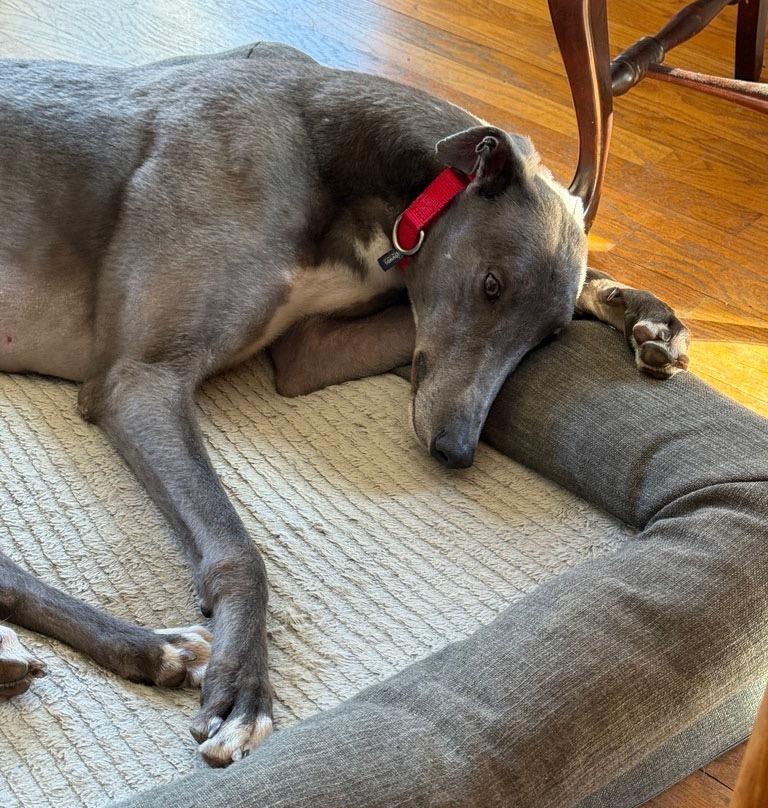 Rebel, a ADOPTABLE Greyhound in Ware, MA image 5/5