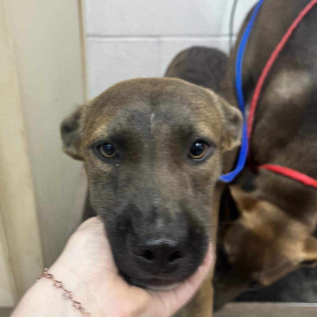 MJ, Adoptable, Young Female Pit Bull Terrier & Belgian Shepherd / Malinois.