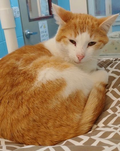 T.C., Adoptable, Adult Female Domestic Short Hair.