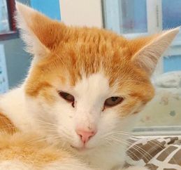 T.C., a Adoptable mixed breed in Portsmouth, OH image 2/6