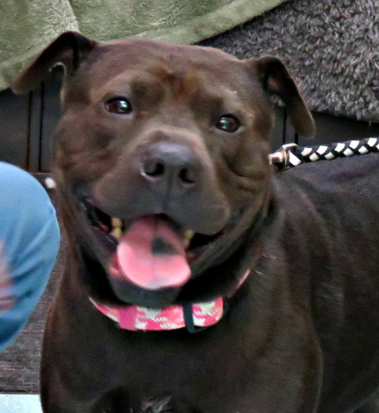 Enlarge Lucy Lu, a Adoptable Shar-Pei in Lexington, VA image 3/4