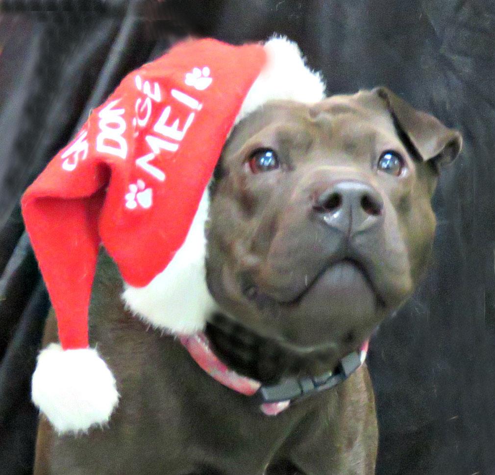 Enlarge Lucy Lu, a Adoptable Shar-Pei in Lexington, VA image 1/2
