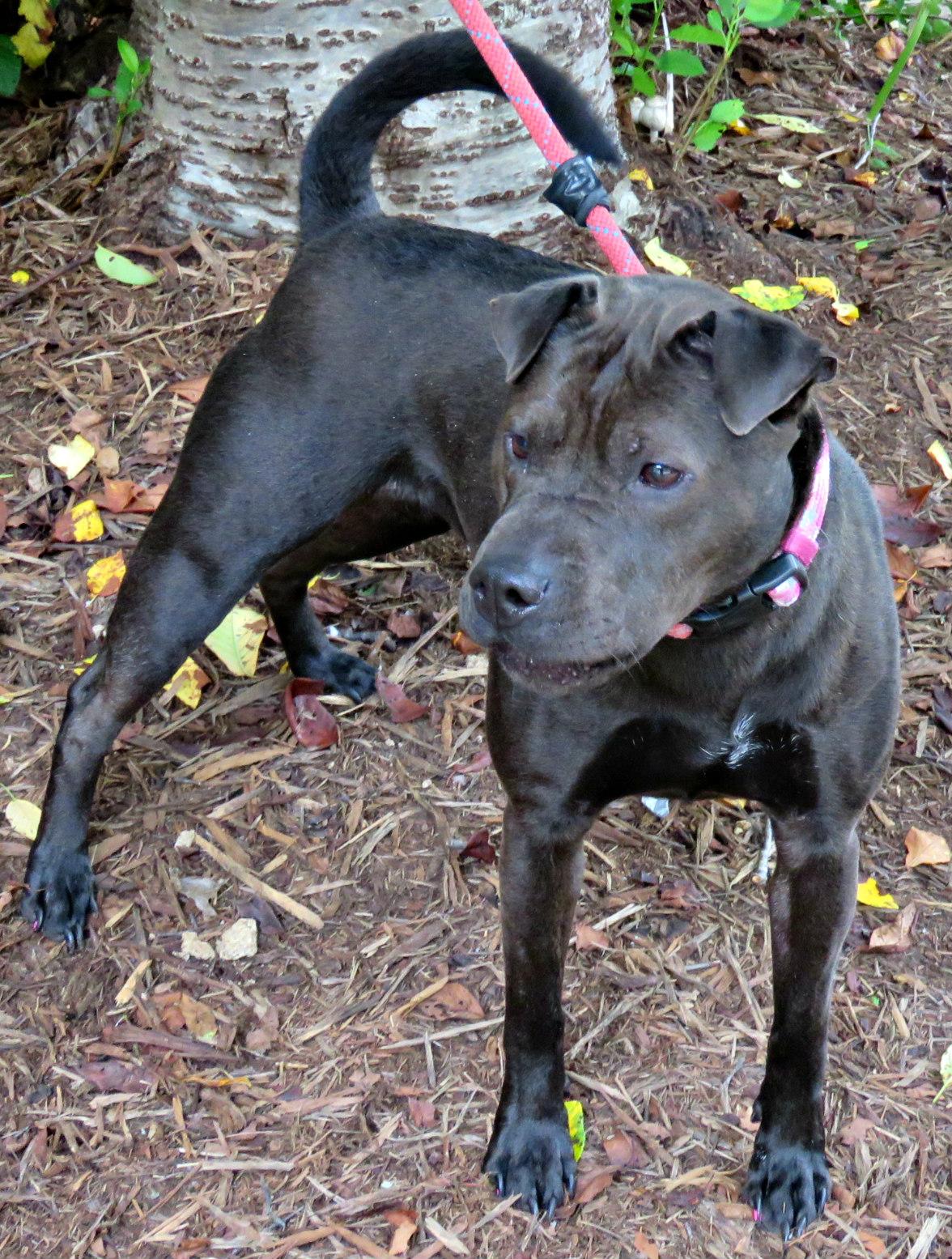 Lucy Lu, Adoptable, Adult Female Shar-Pei.