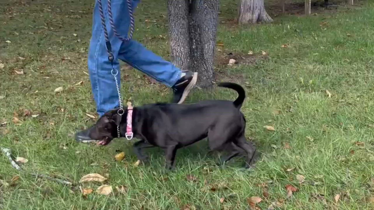 Enlarge Lucy Lu, a Adoptable Shar-Pei in Lexington, VA video 2/2