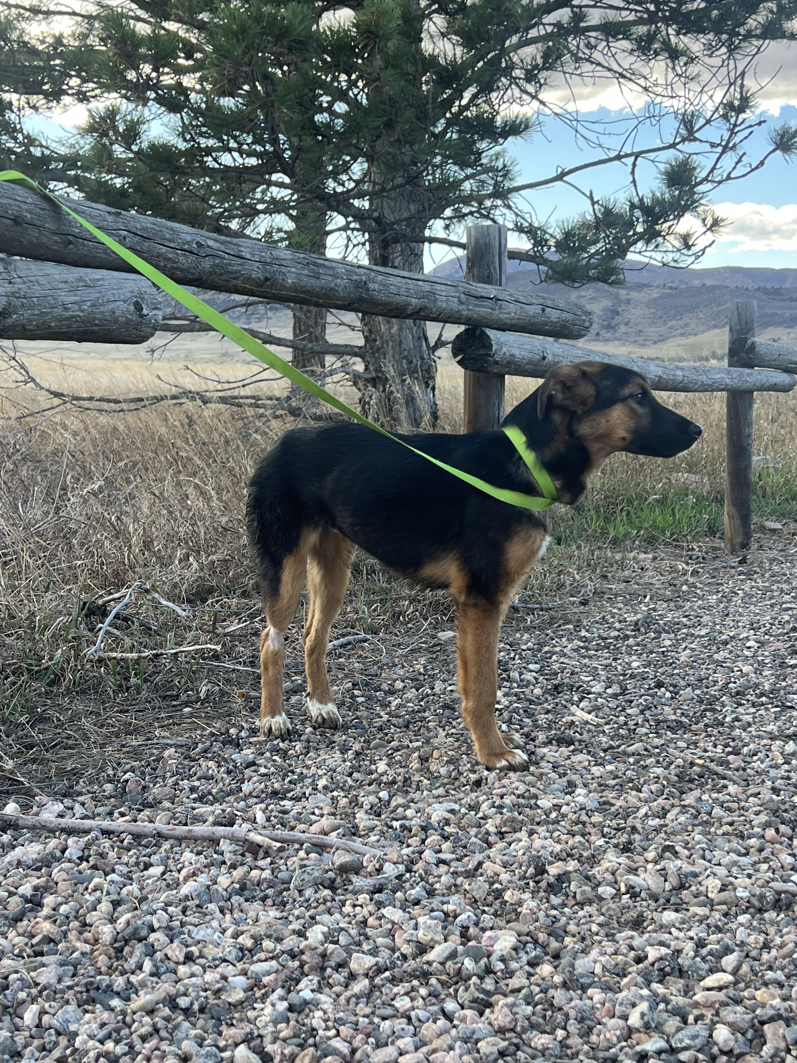 Enlarge Juliet, a ADOPTABLE mixed breed in Fort Collins, CO image 3/5