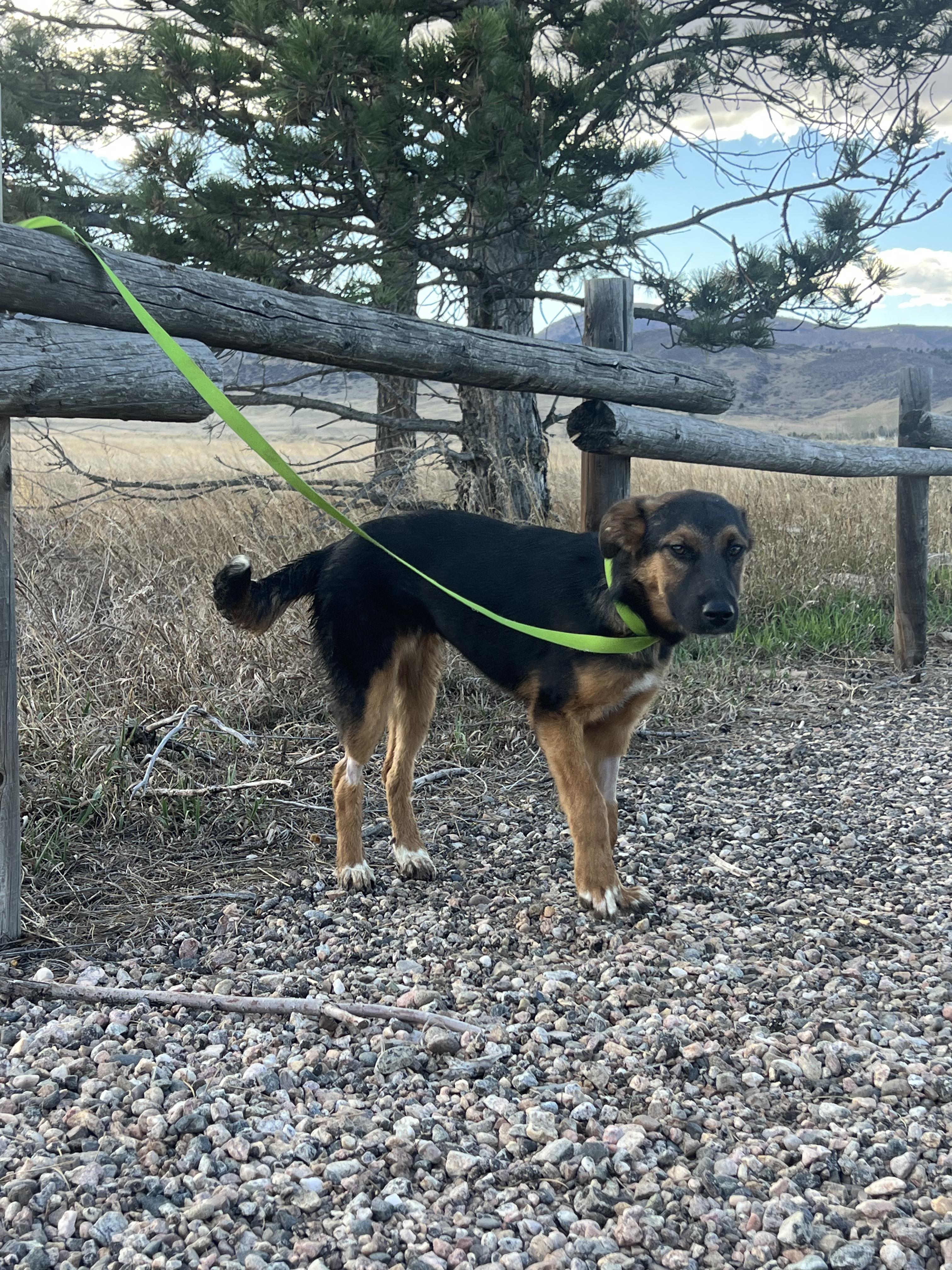Enlarge Juliet, a ADOPTABLE mixed breed in Fort Collins, CO image 1/5