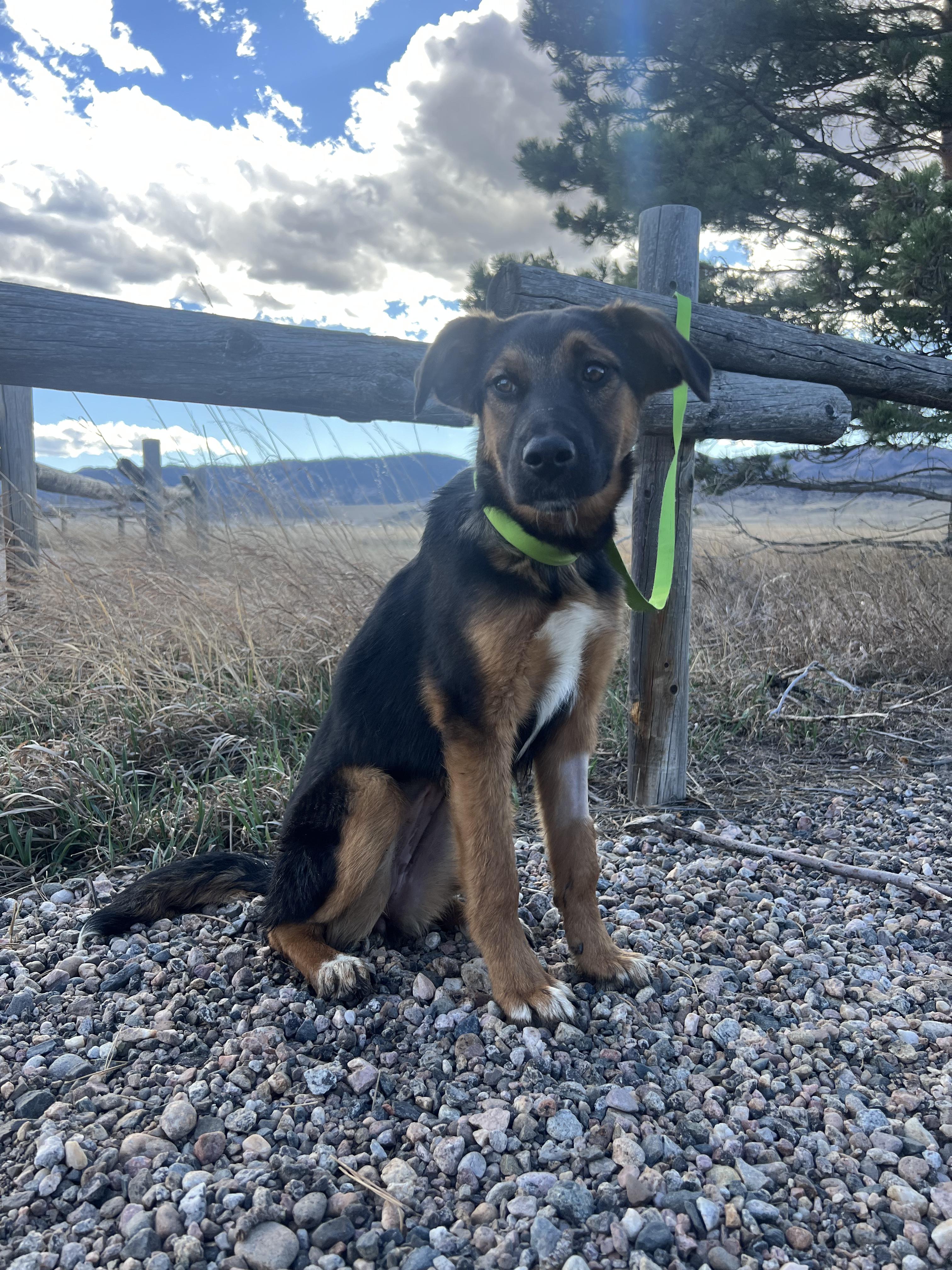 Enlarge Juliet, a ADOPTABLE mixed breed in Fort Collins, CO image 4/5