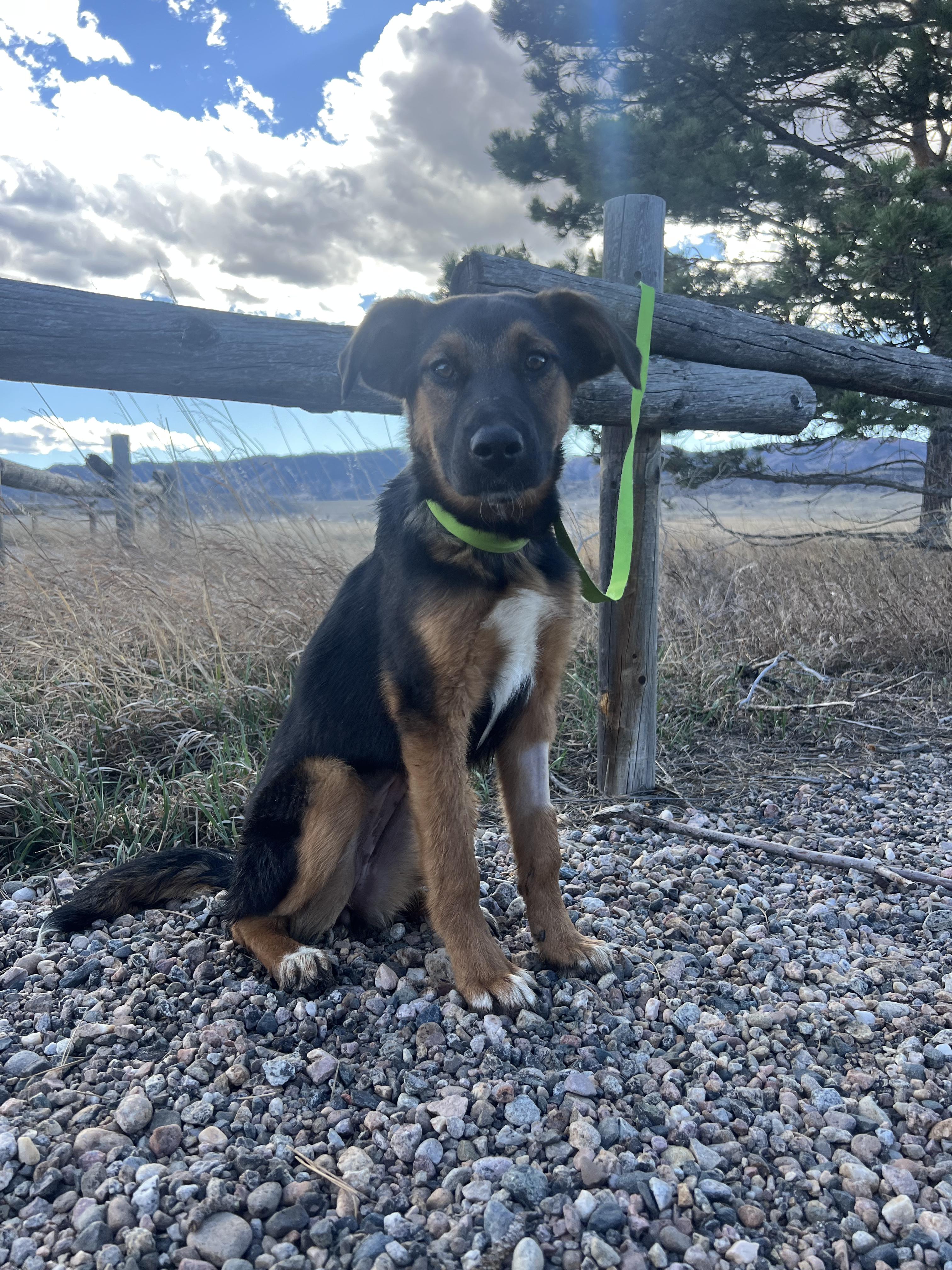 Enlarge Juliet, a ADOPTABLE mixed breed in Fort Collins, CO image 2/5