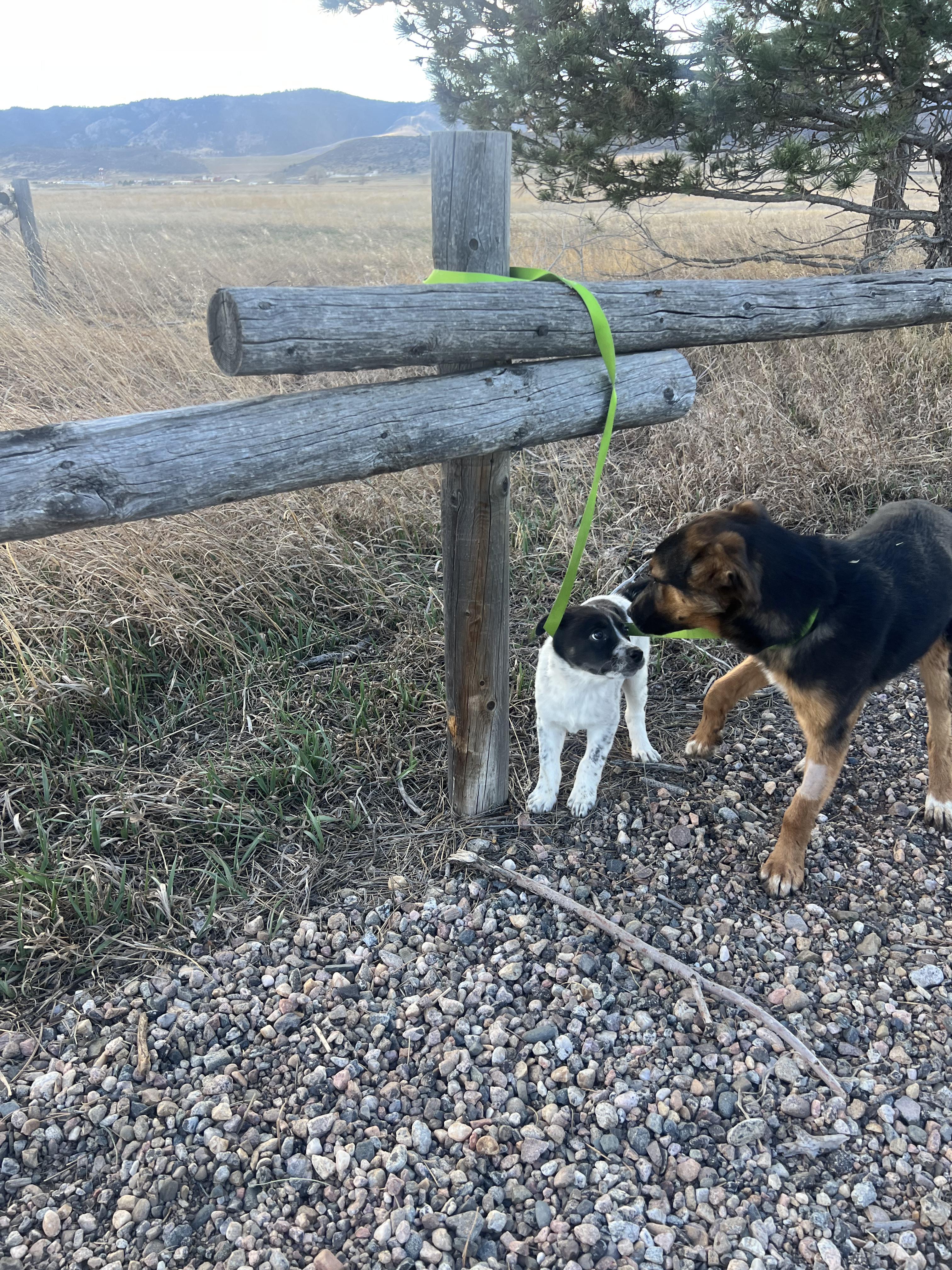 Enlarge Juliet, a ADOPTABLE mixed breed in Fort Collins, CO image 5/5