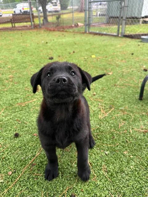 Enlarge Apollo, an adopted mixed breed in Wilmington, NC image 2/5