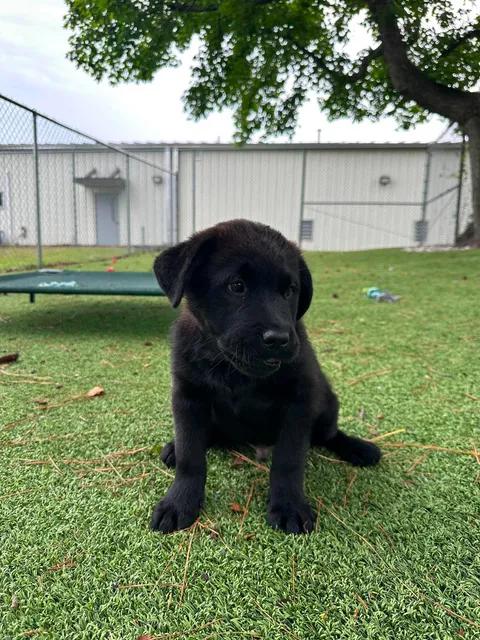 Enlarge Apollo, an adopted mixed breed in Wilmington, NC image 4/5