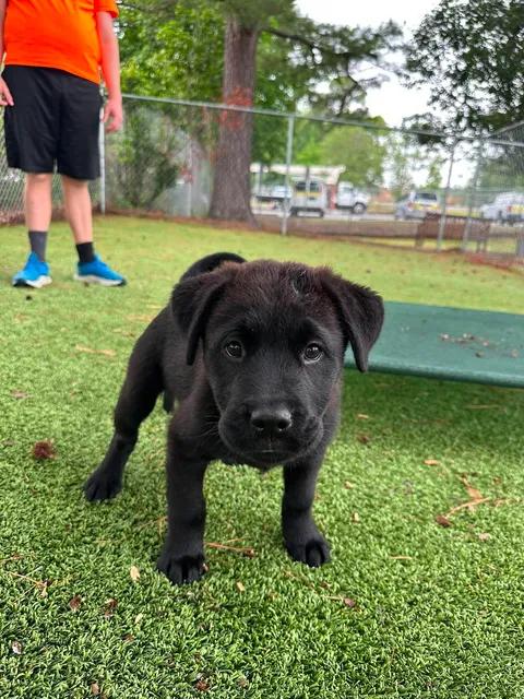 Enlarge Apollo, an adopted mixed breed in Wilmington, NC image 3/5