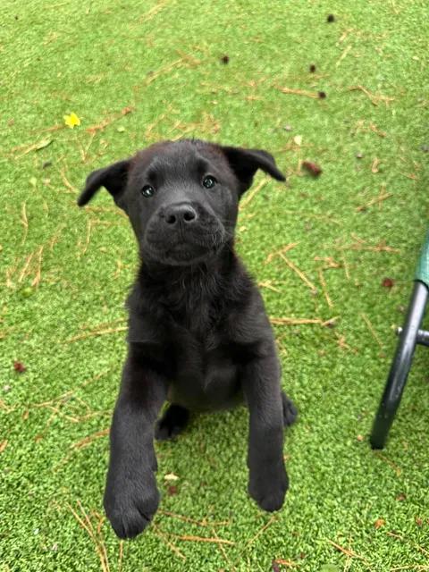Enlarge Apollo, an adopted mixed breed in Wilmington, NC image 5/5