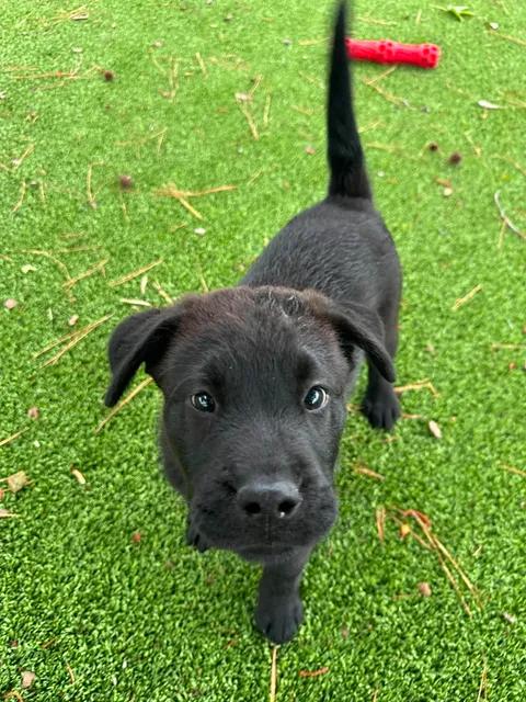 Enlarge Apollo, an adopted mixed breed in Wilmington, NC image 1/5
