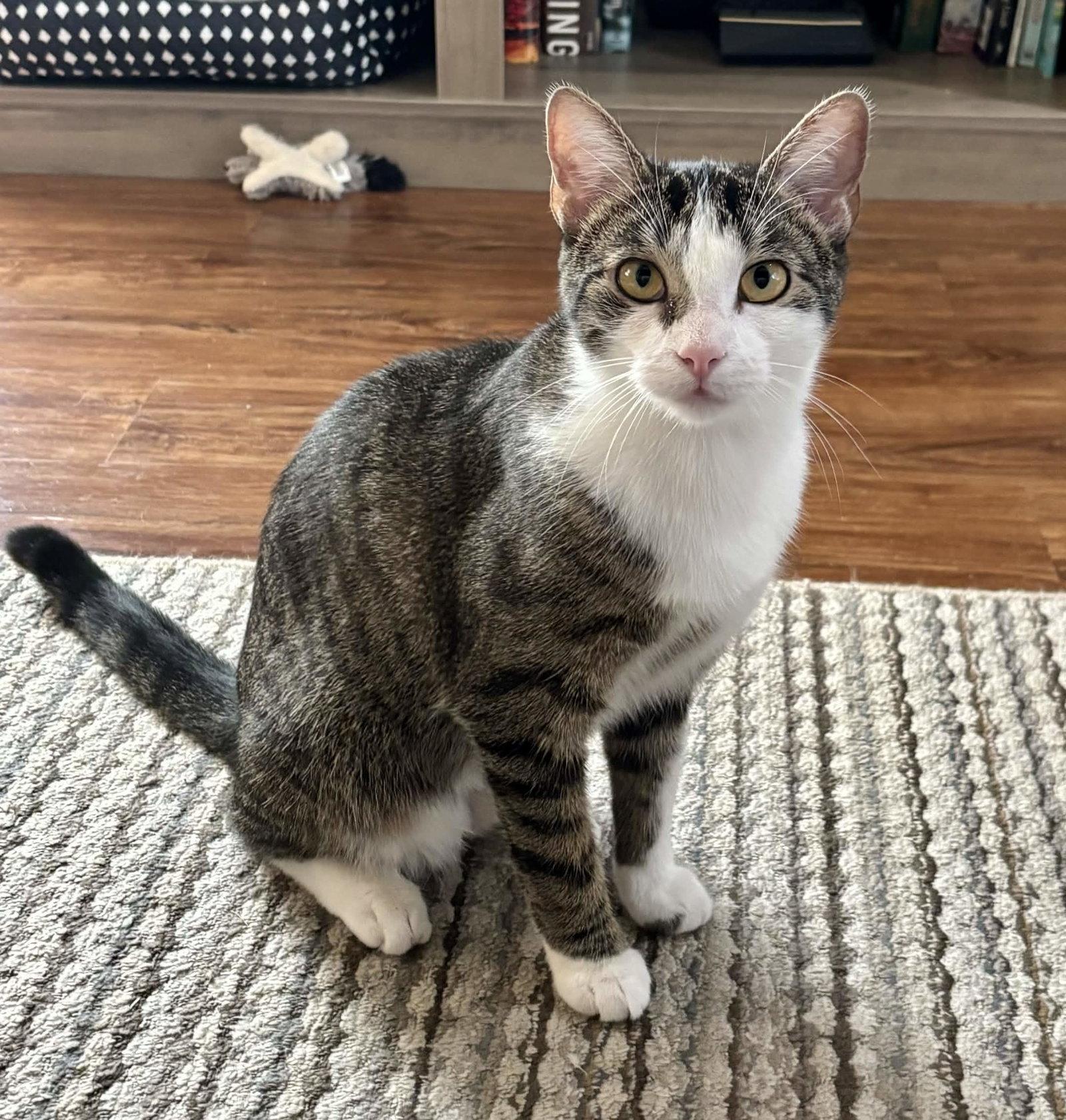 Freya, Adoptable, Young Female Tabby.
