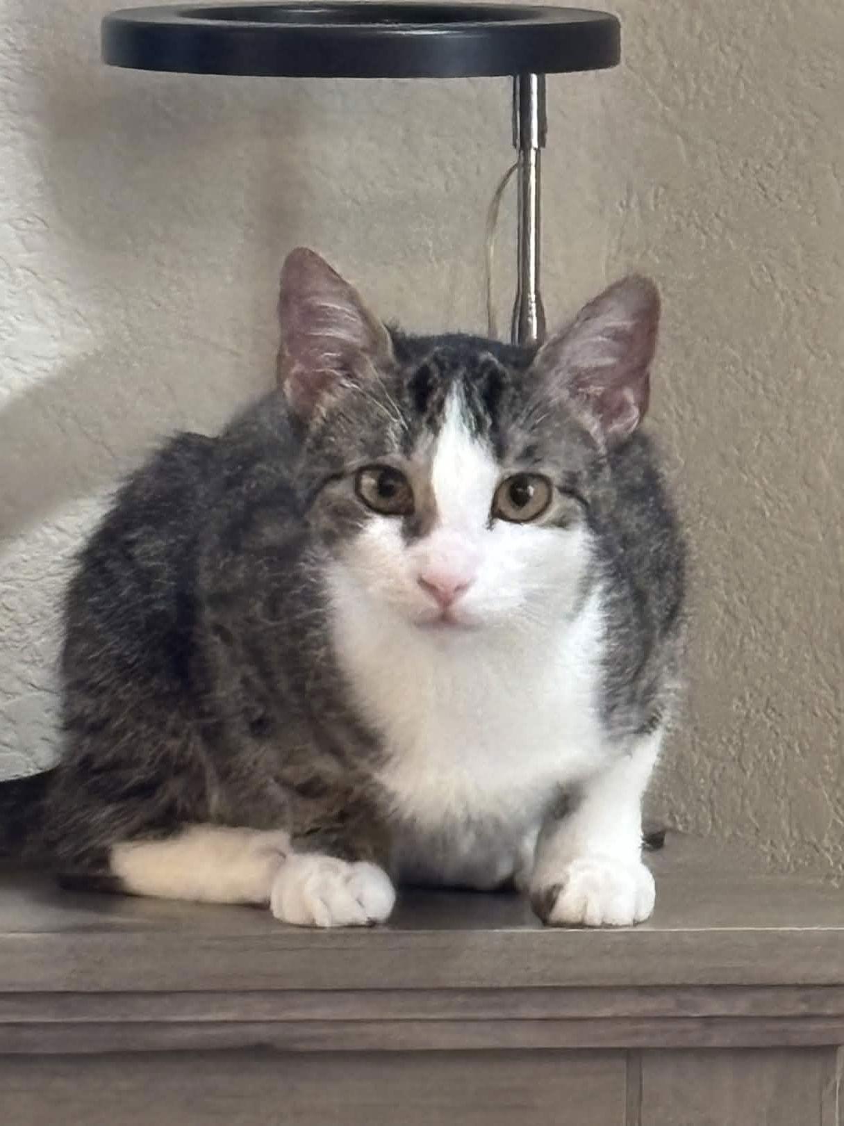 Enlarge Freya, a Adoptable Tabby in Fort Worth, TX image 1/3