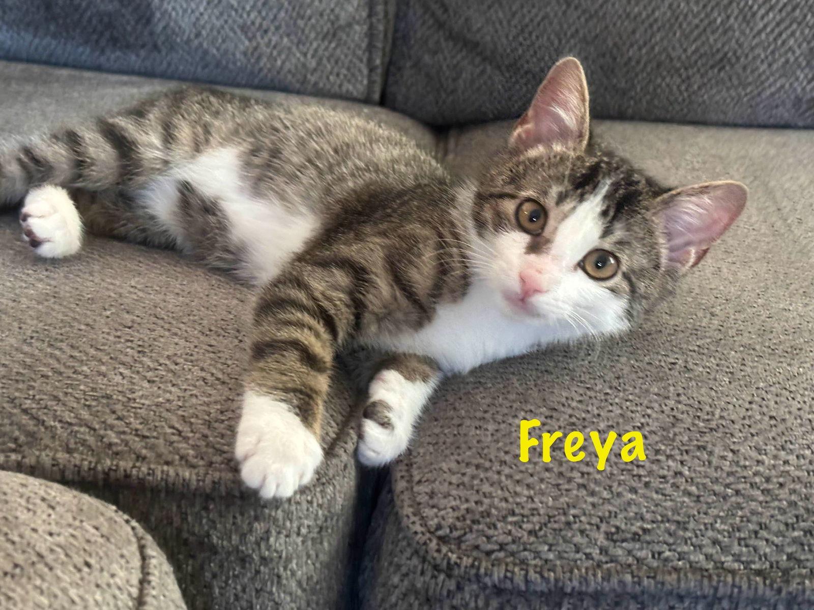 Enlarge Freya, a Adoptable Tabby in Fort Worth, TX image 1/3