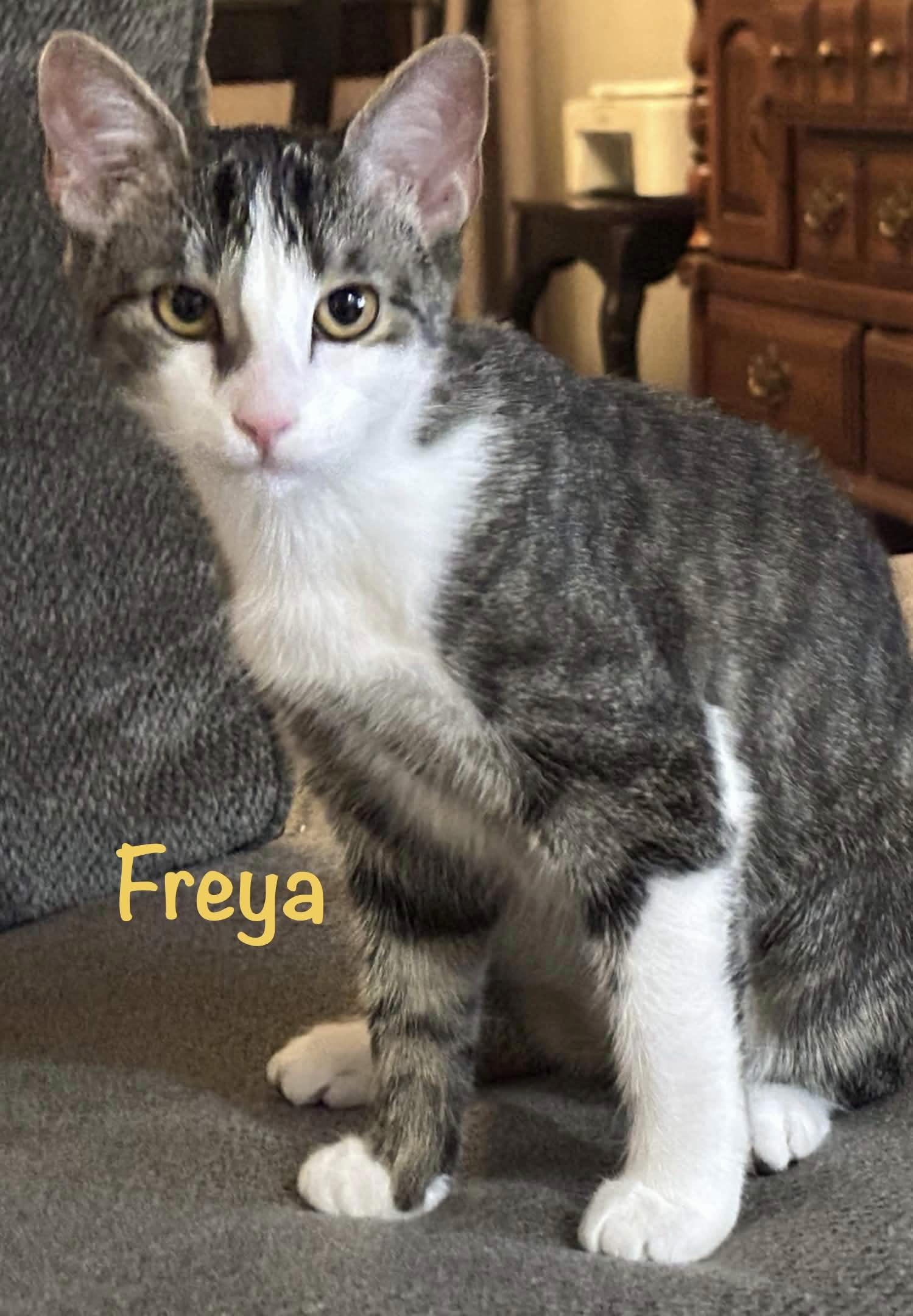 Enlarge Freya, a Adoptable Tabby in Fort Worth, TX image 2/3