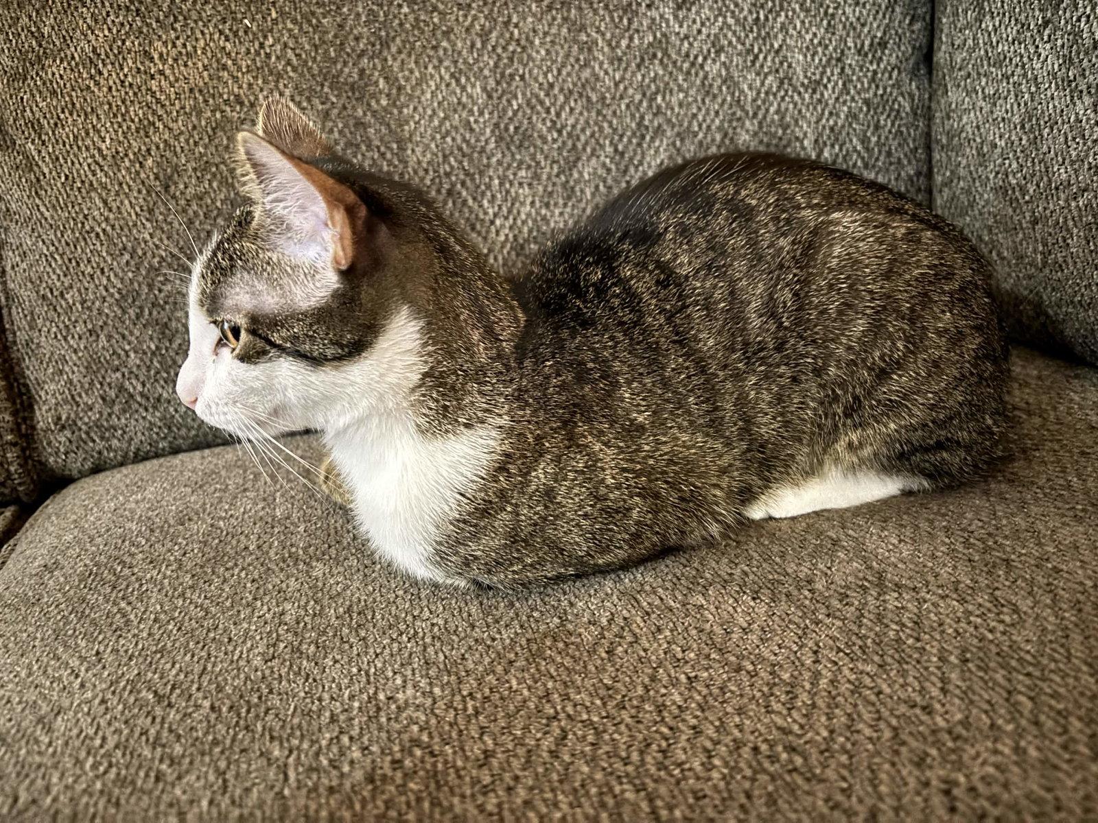 Enlarge Freya, a Adoptable Tabby in Fort Worth, TX image 2/3