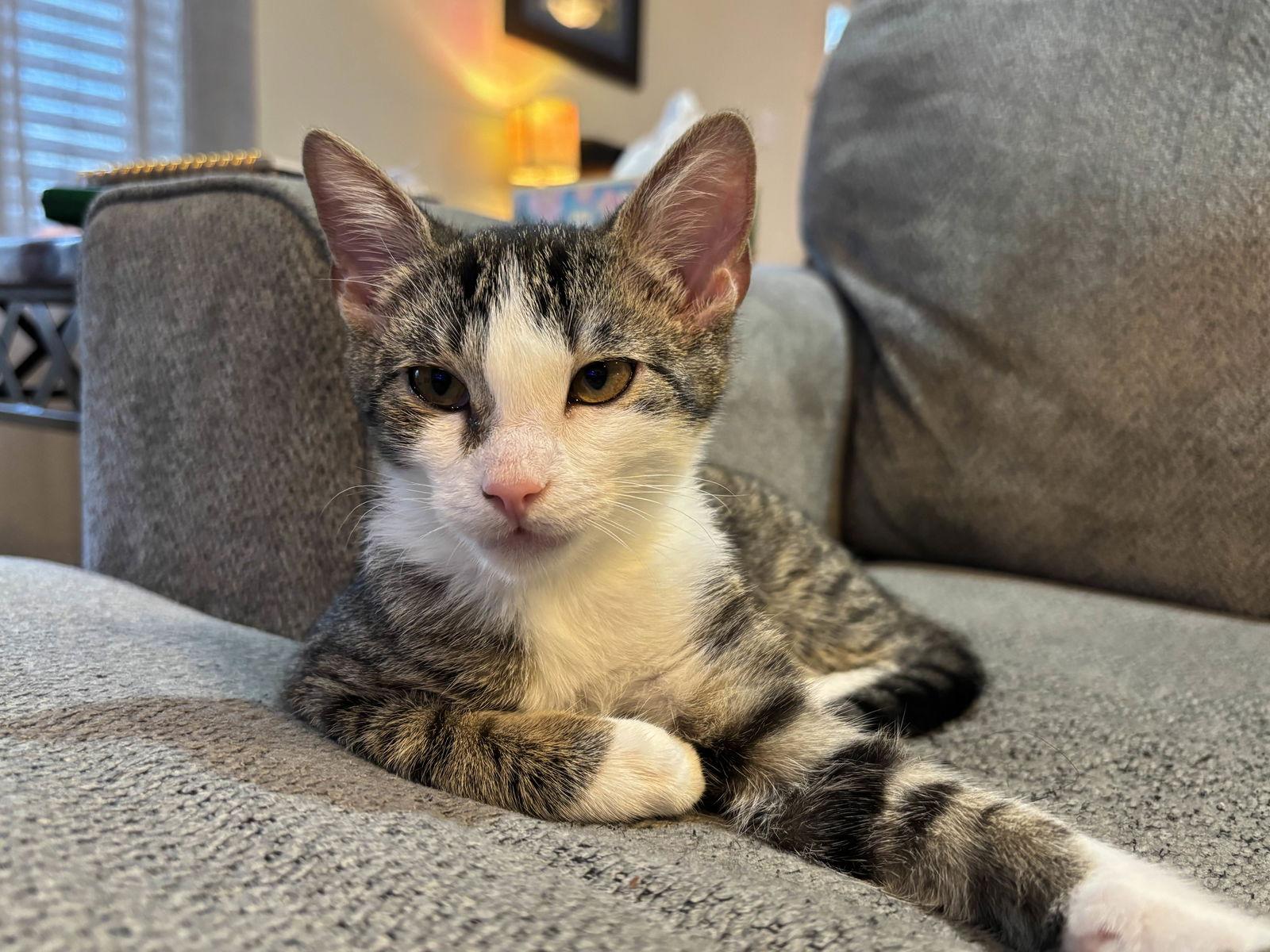 Enlarge Freya, a Adoptable Tabby in Fort Worth, TX image 2/3