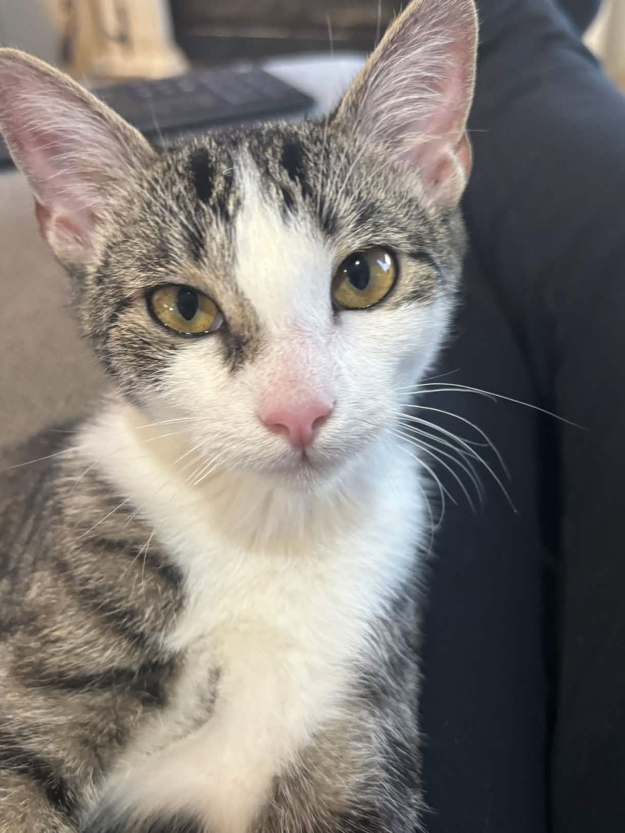 Enlarge Freya, a Adoptable Tabby in Fort Worth, TX image 3/3