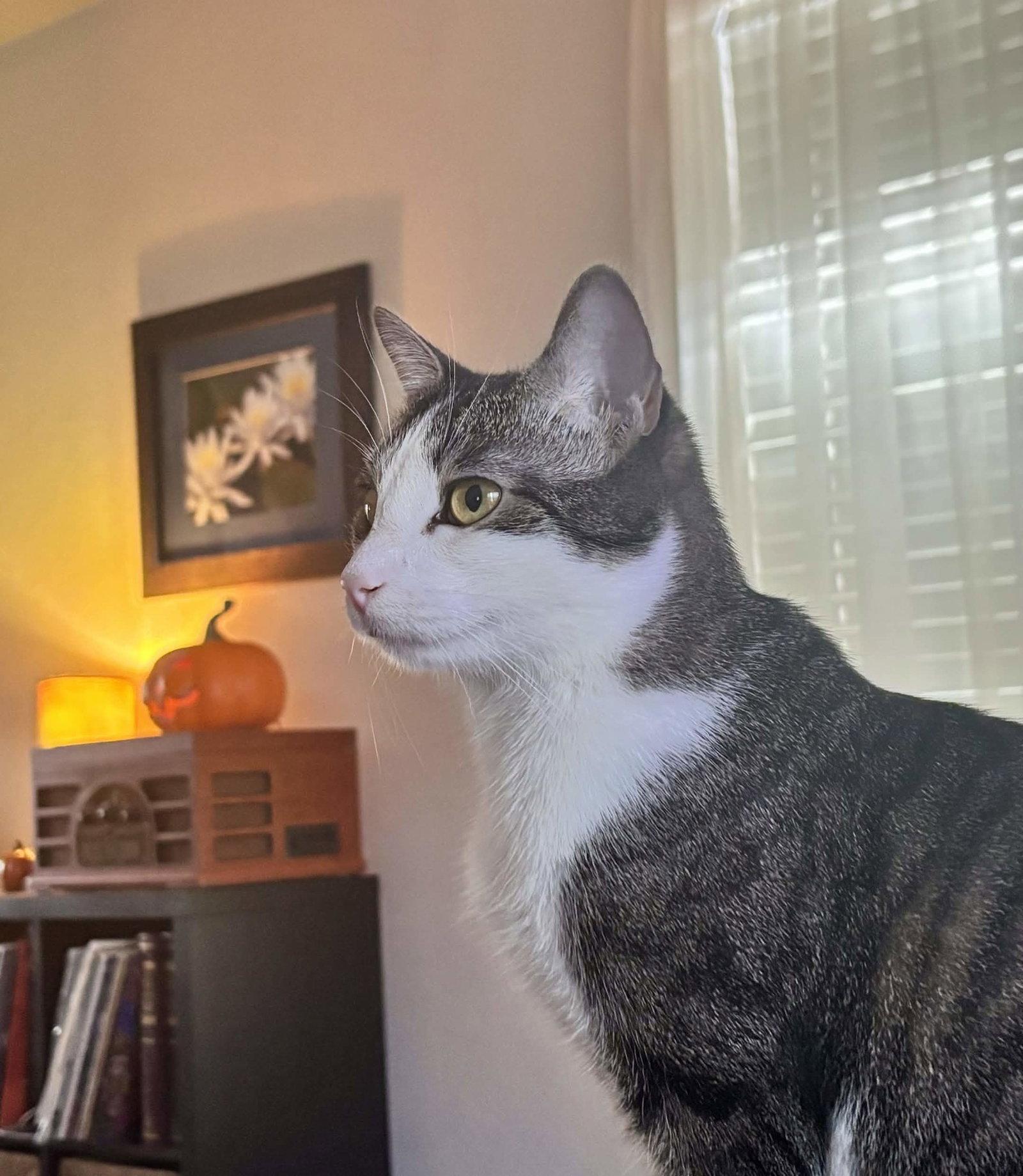 Enlarge Freya, a Adoptable Tabby in Fort Worth, TX image 3/3