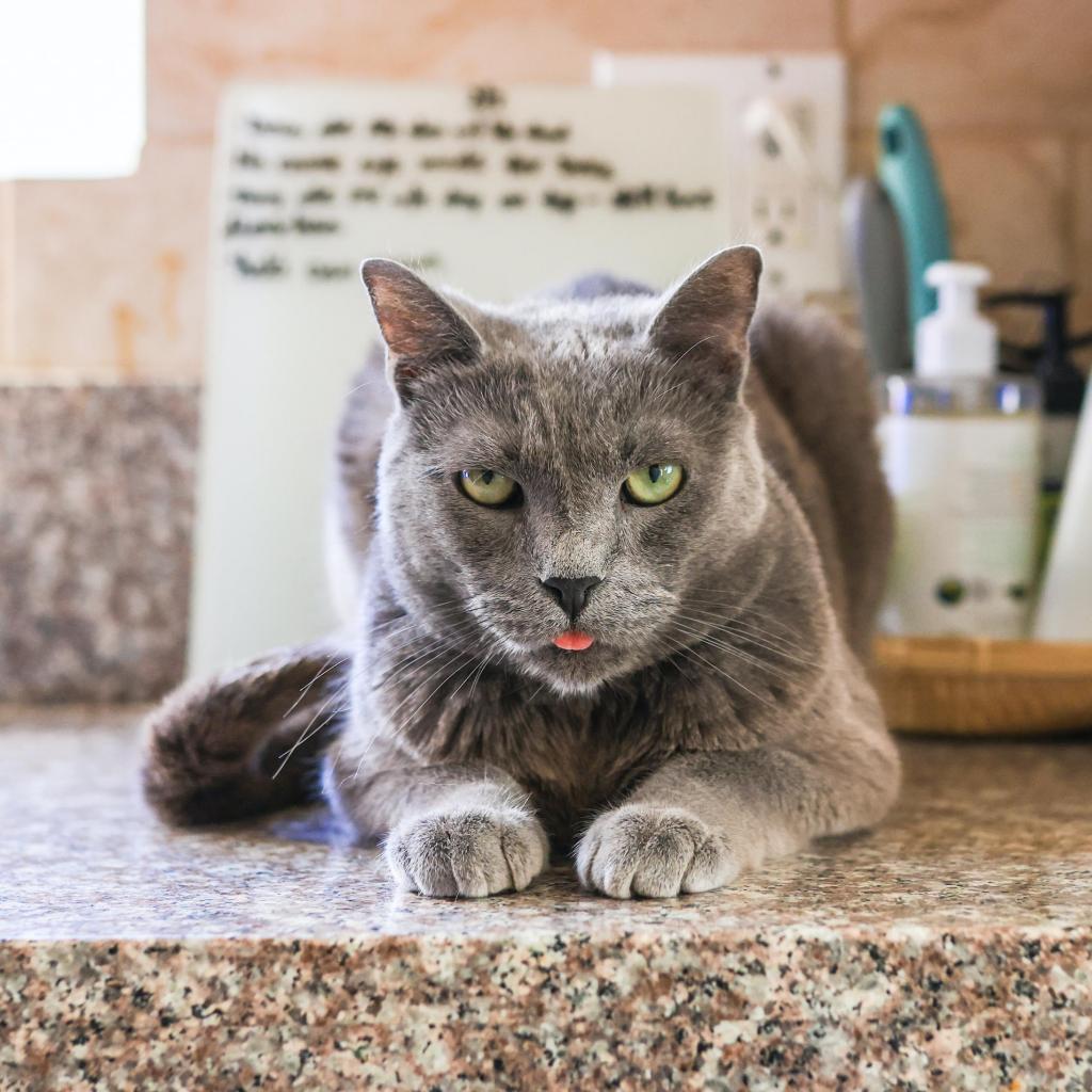 Corvette — thumbnail 2