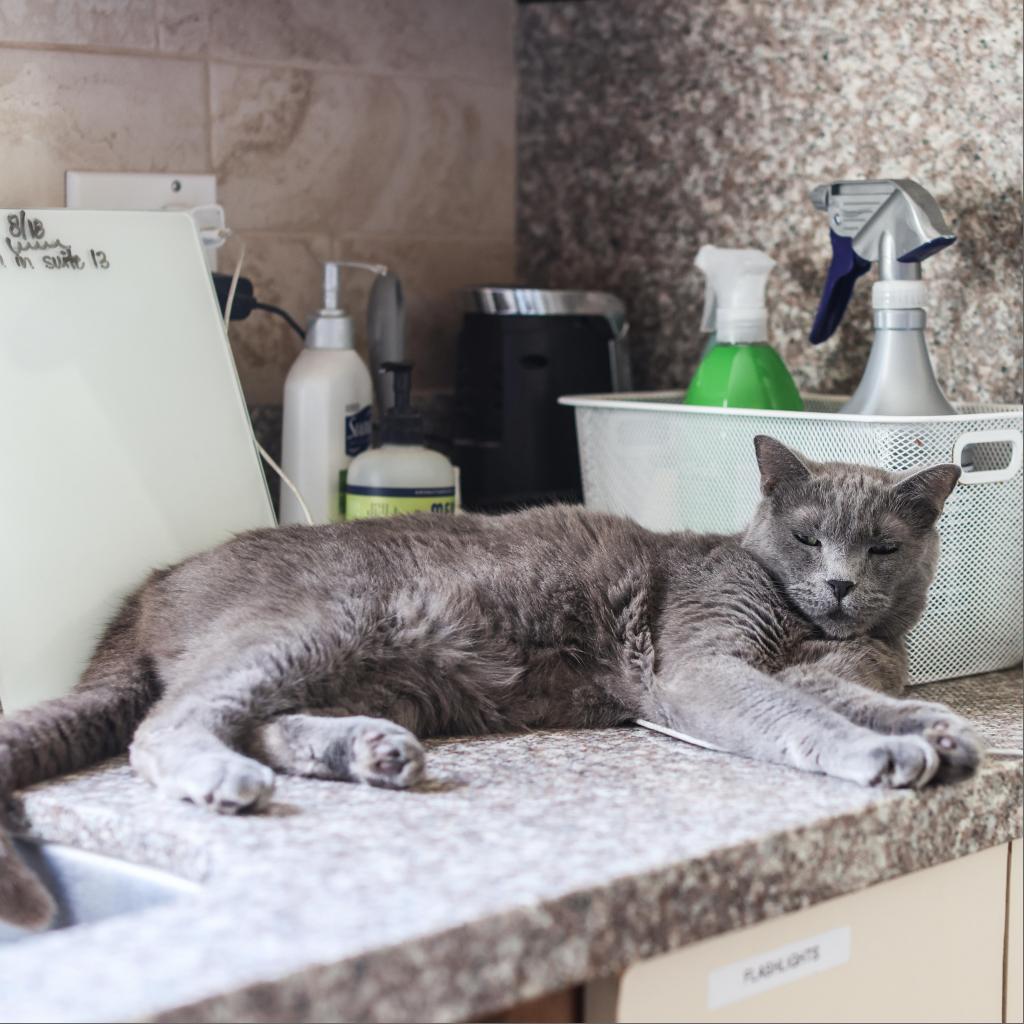 Corvette — thumbnail 4