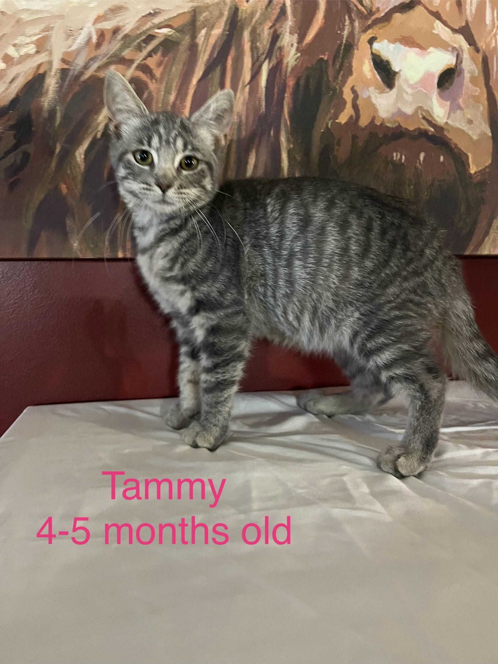 Enlarge Tammy, a Adoptable Domestic Short Hair in Davisburg, MI image 1/1