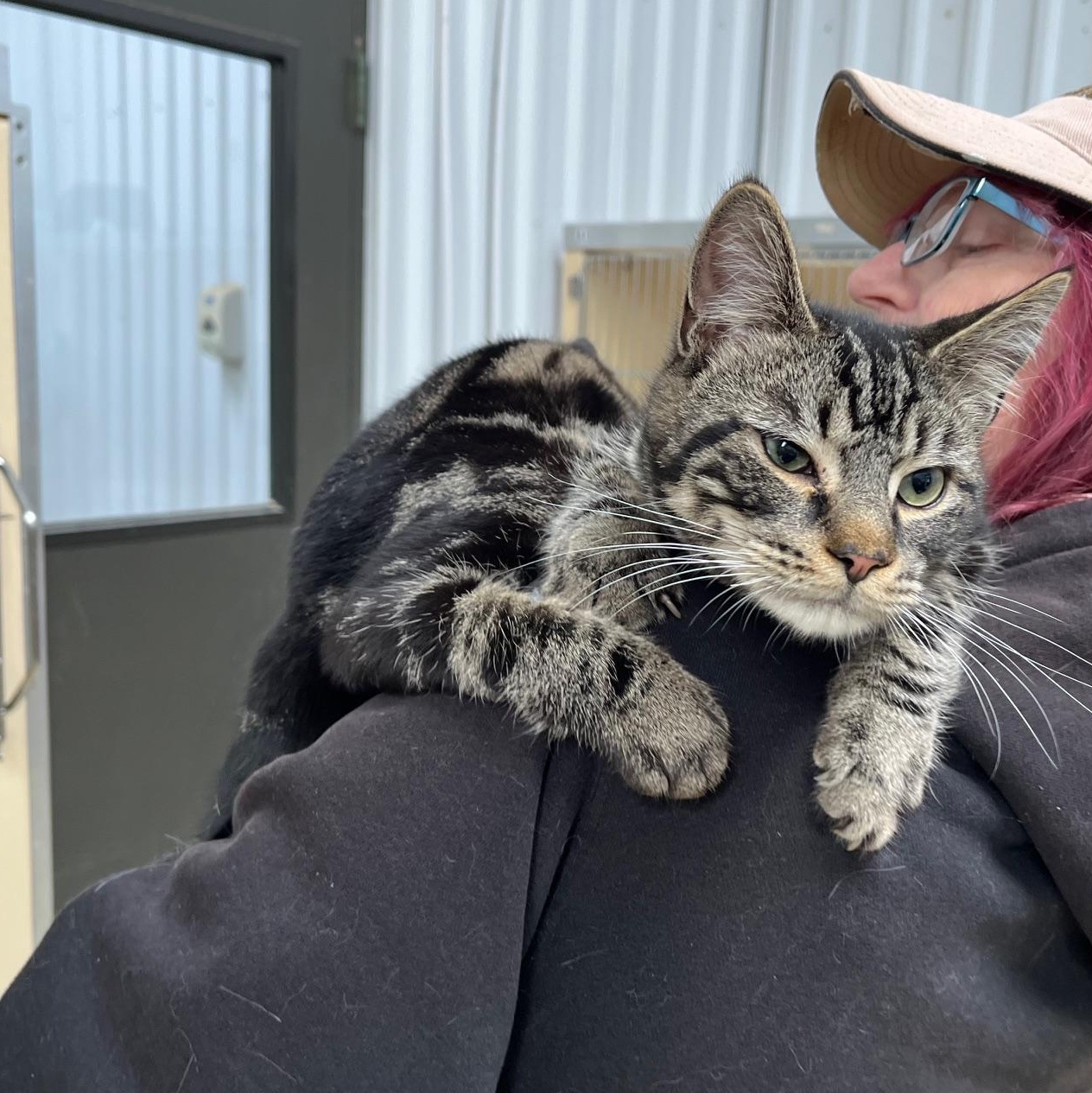 Whispurr thumbnail 2