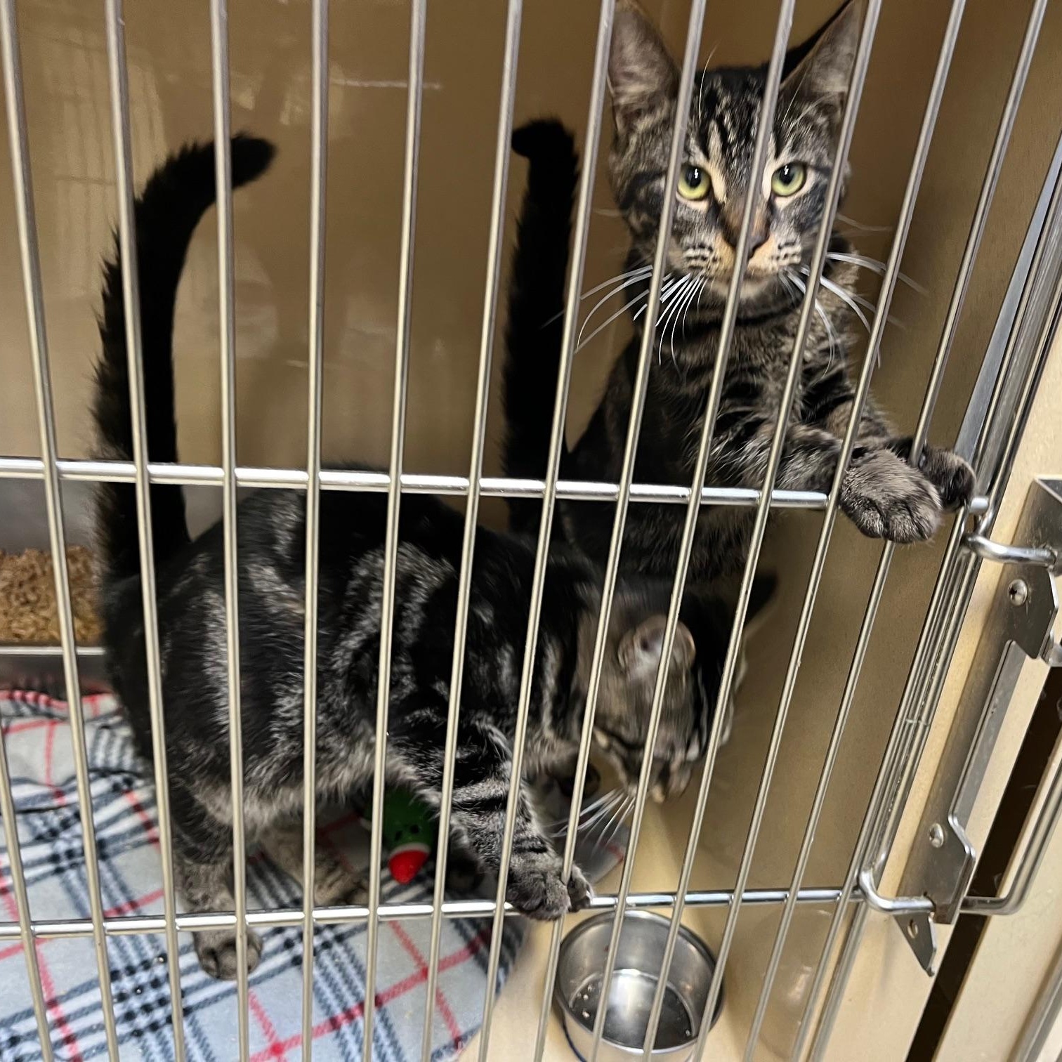 Whispurr thumbnail 4