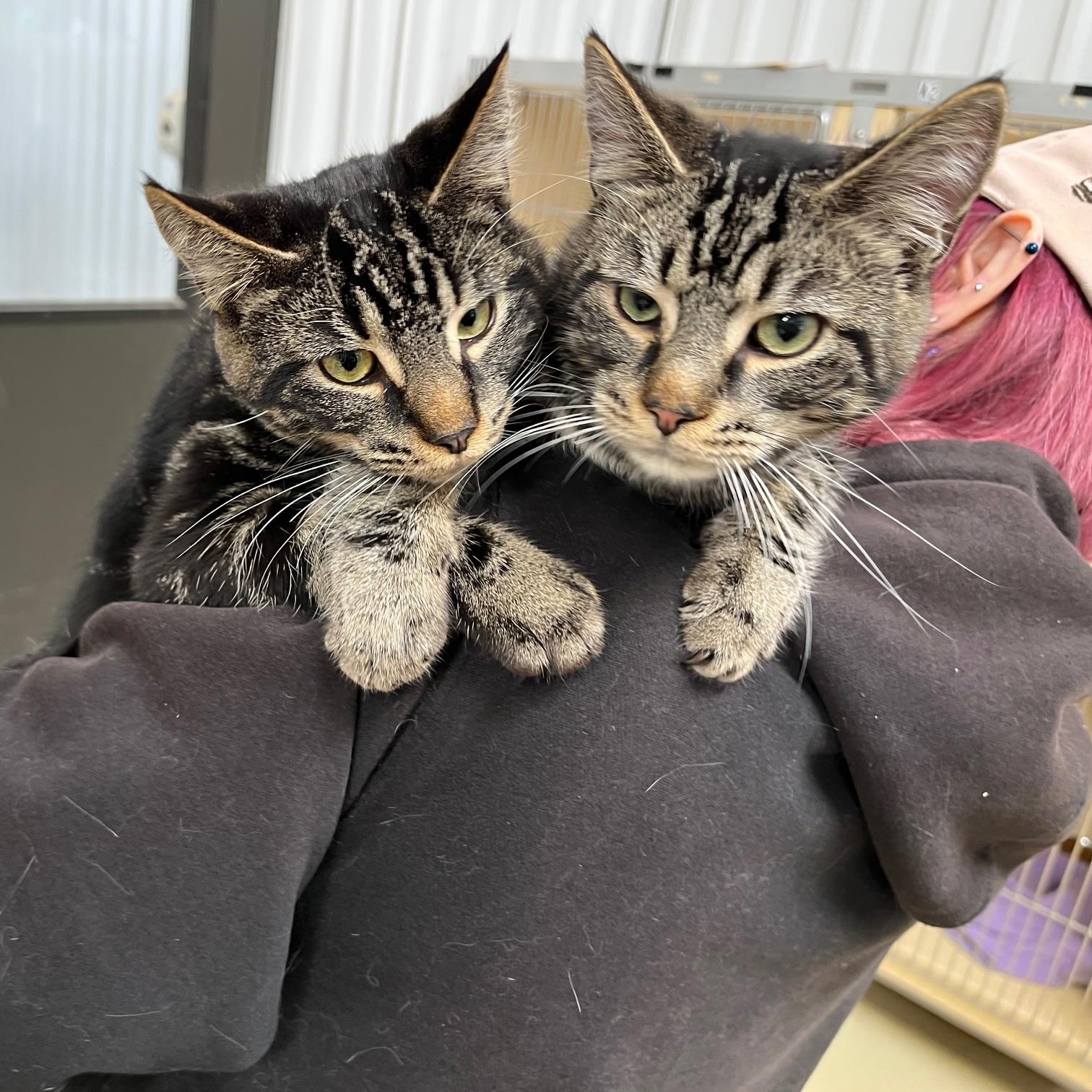 Whispurr thumbnail 5