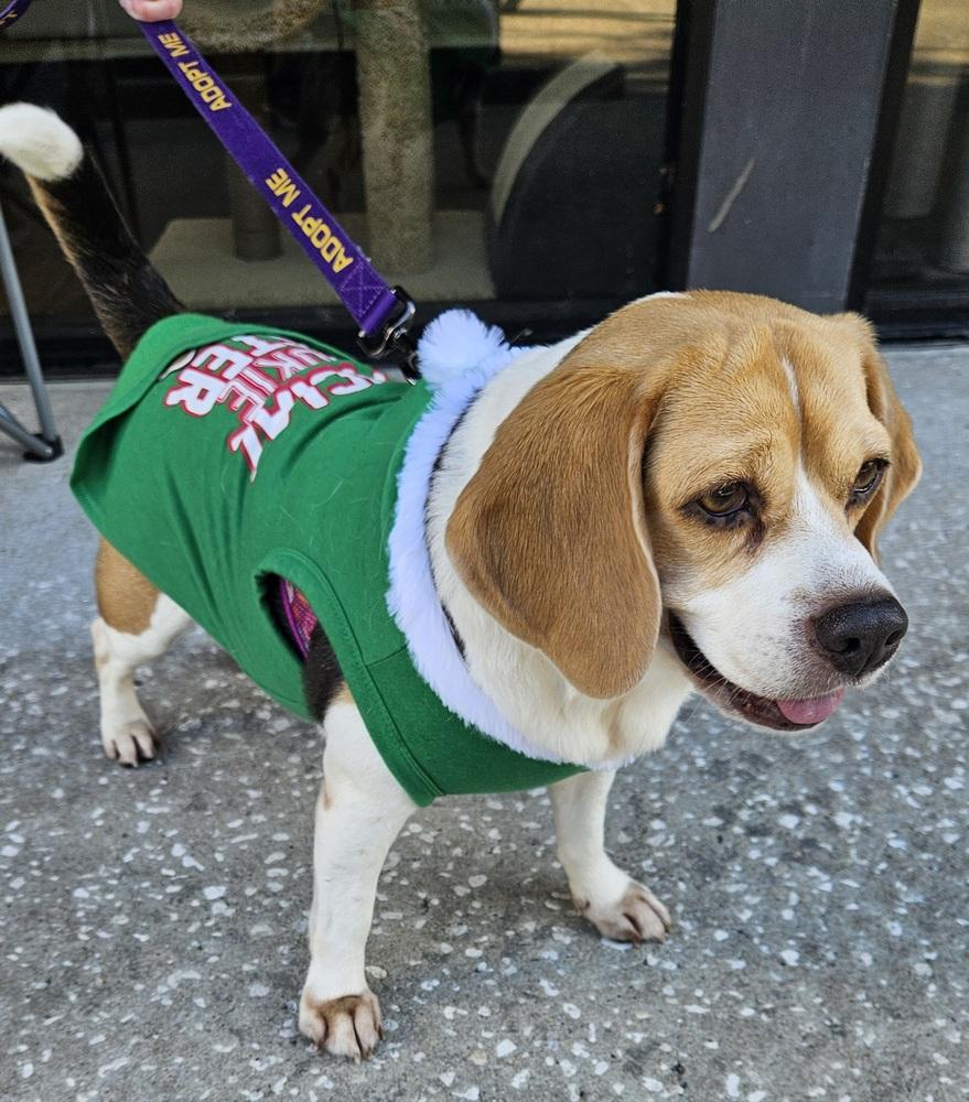 Hope, a Adoptable Beagle in Winter Garden, FL image 1/3