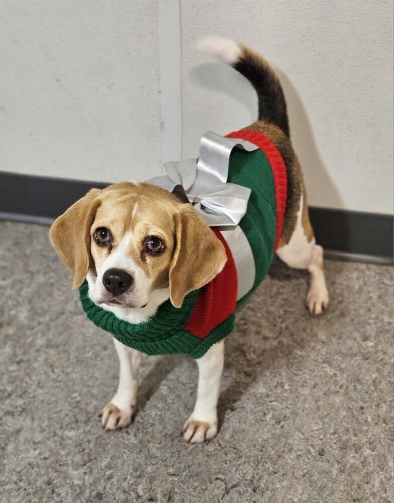 Hope, a Adoptable Beagle in Winter Garden, FL image 2/3