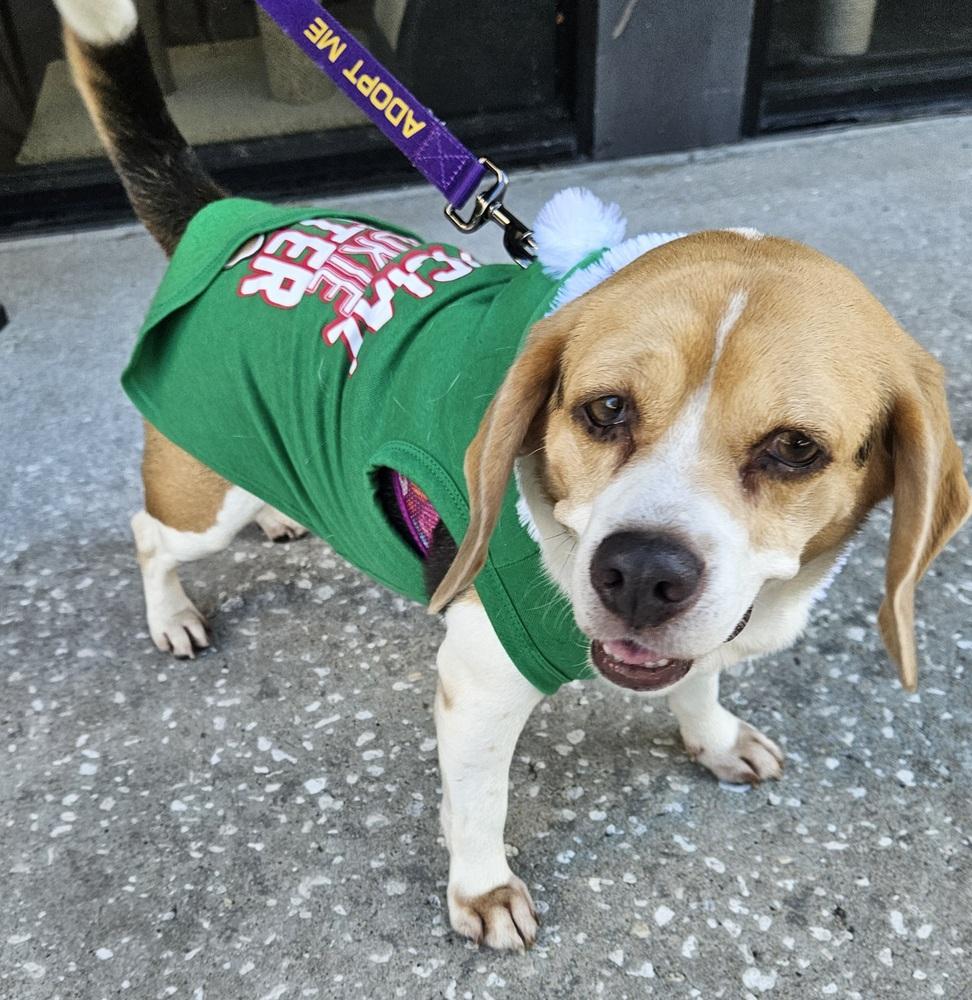 Hope, a Adoptable Beagle in Winter Garden, FL image 3/3