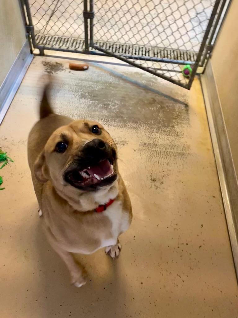 Enlarge Kai, a Adoptable mixed breed in West Union, OH image 2/4