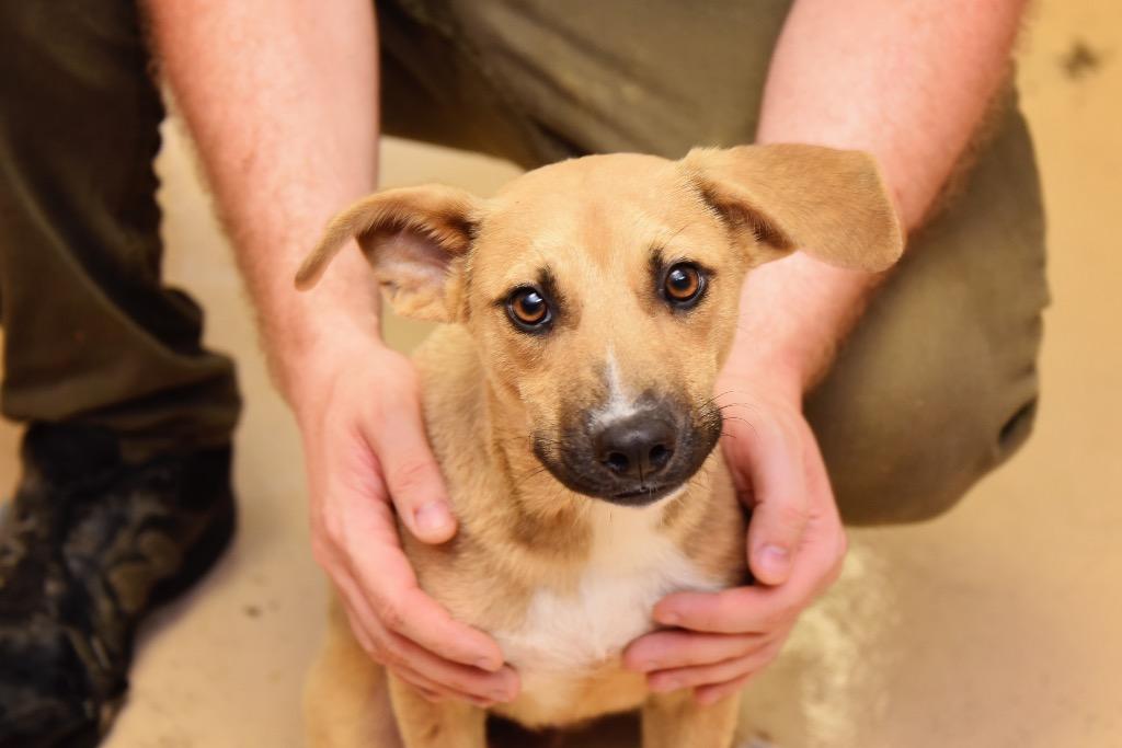 Kai, a Adoptable mixed breed in West Union, OH image 2/4