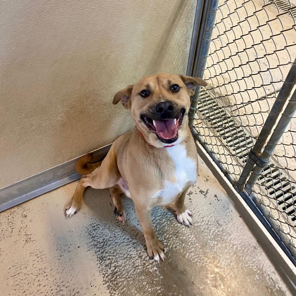 Kai, a Adoptable mixed breed in West Union, OH image 3/4