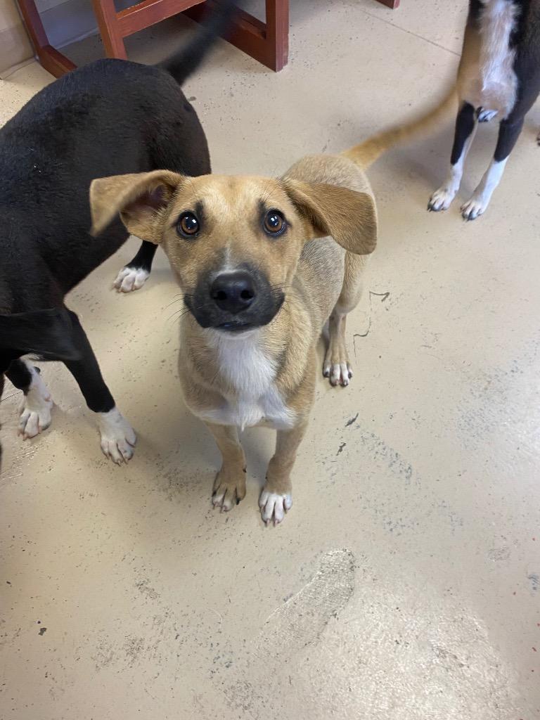 Kai, a Adoptable mixed breed in West Union, OH image 4/4