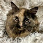 Enlarge Kitty, an adopted Tortoiseshell in Green Valley, AZ image 1/1