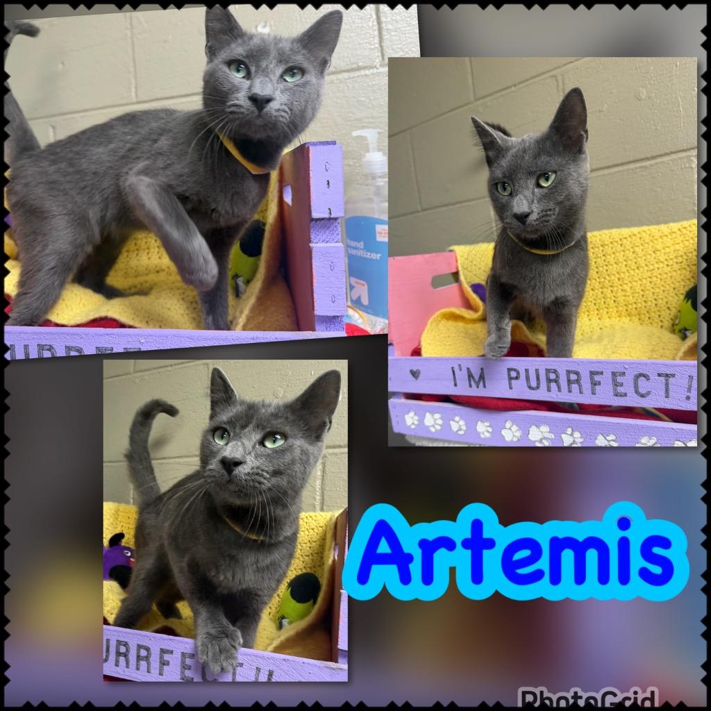 Artemis, Adoptable, Kitten Male Domestic Short Hair.