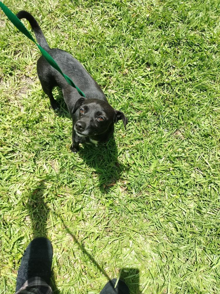 Erida, a Adoptable mixed breed in Roanoke Rapids, NC image 1/3