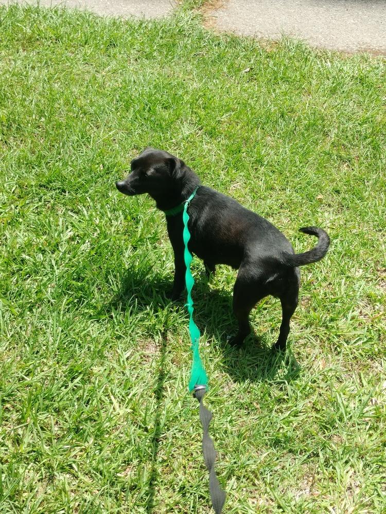 Erida, a Adoptable mixed breed in Roanoke Rapids, NC image 2/3