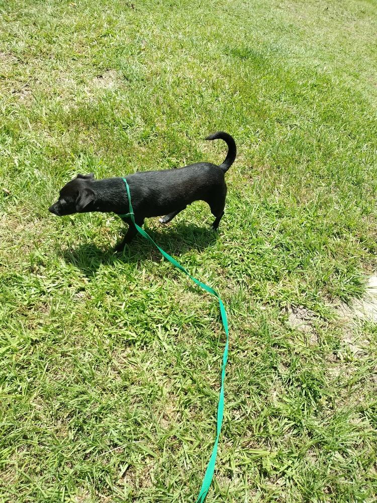 Erida, a Adoptable mixed breed in Roanoke Rapids, NC image 3/3