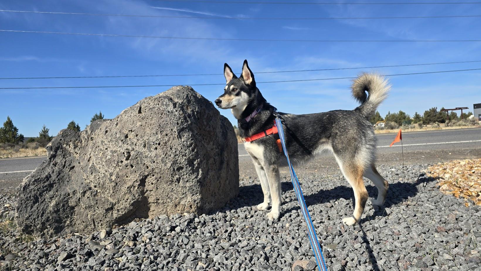 Alaska, Adoptable, Adult Female Siberian Husky & German Shepherd Dog.
