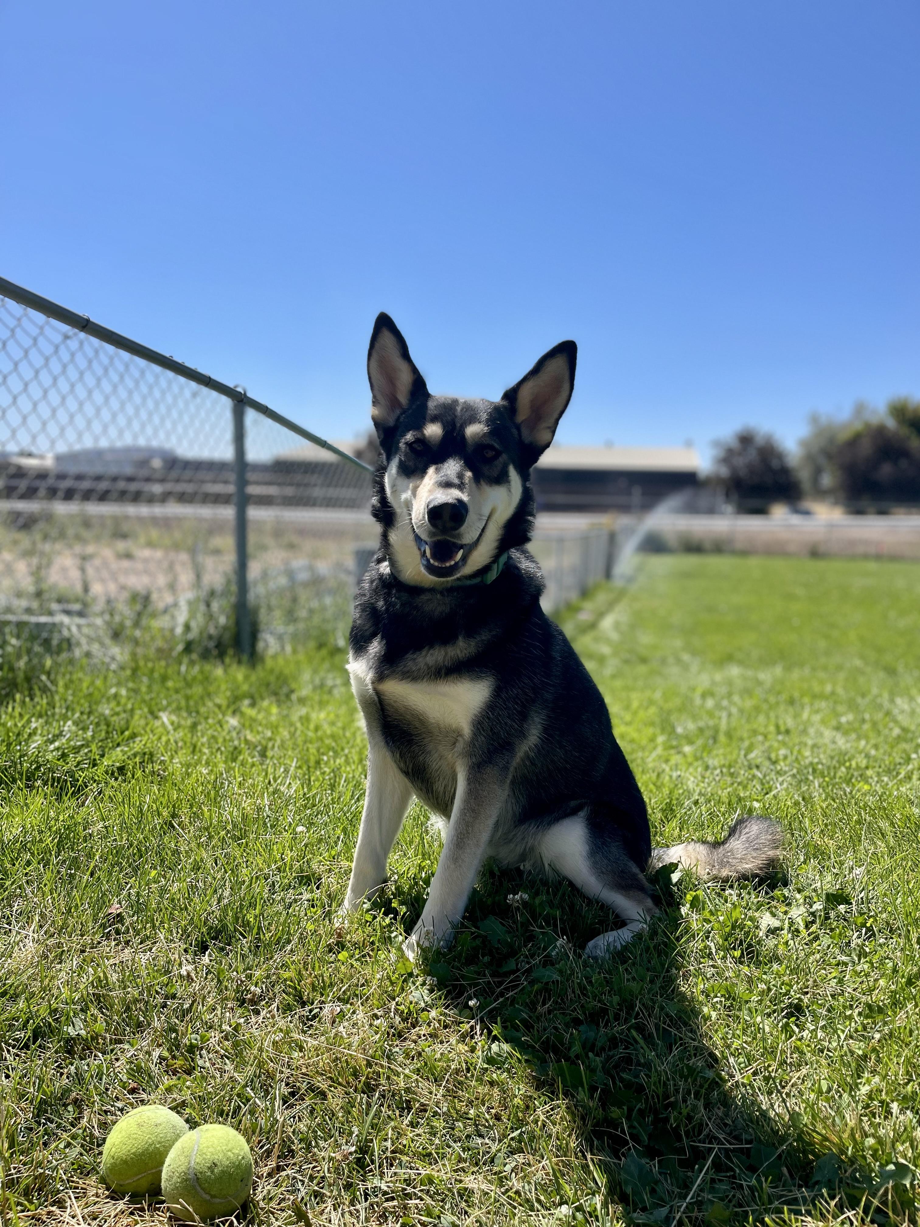 Alaska, a Adoptable mixed breed in Prineville, OR image 4/5
