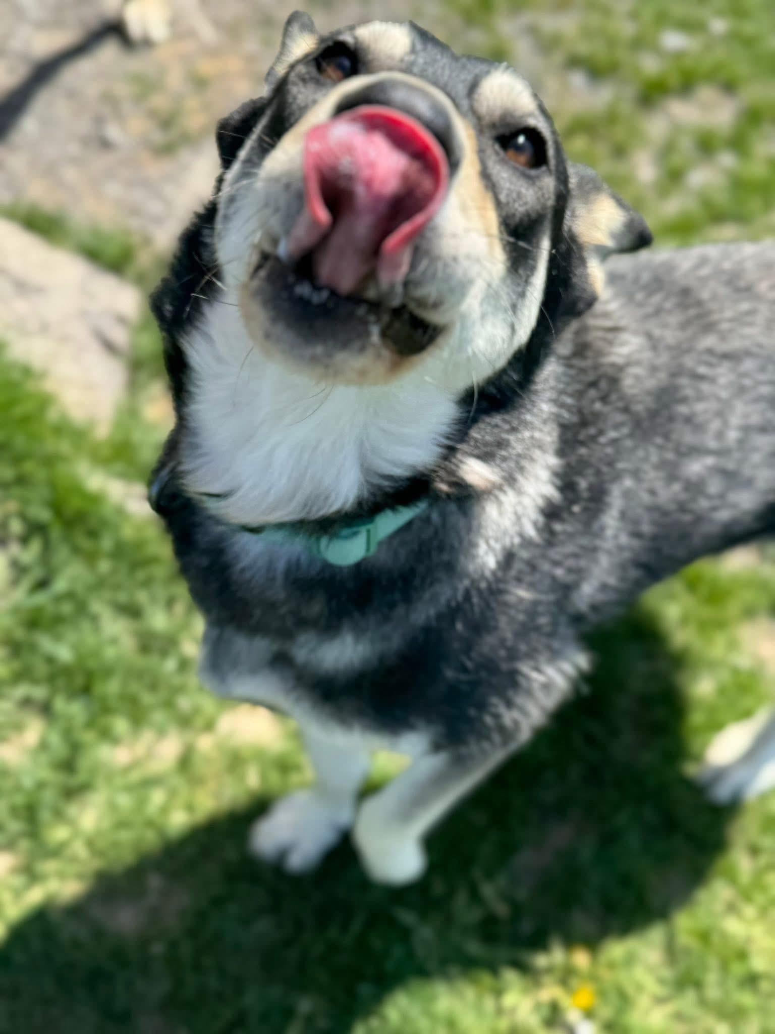 Alaska, a Adoptable mixed breed in Prineville, OR image 3/5