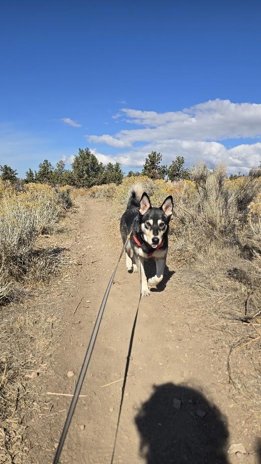 Alaska, an adoptable Siberian Husky, German Shepherd Dog in Prineville, OR, 97754 | Photo Image 5