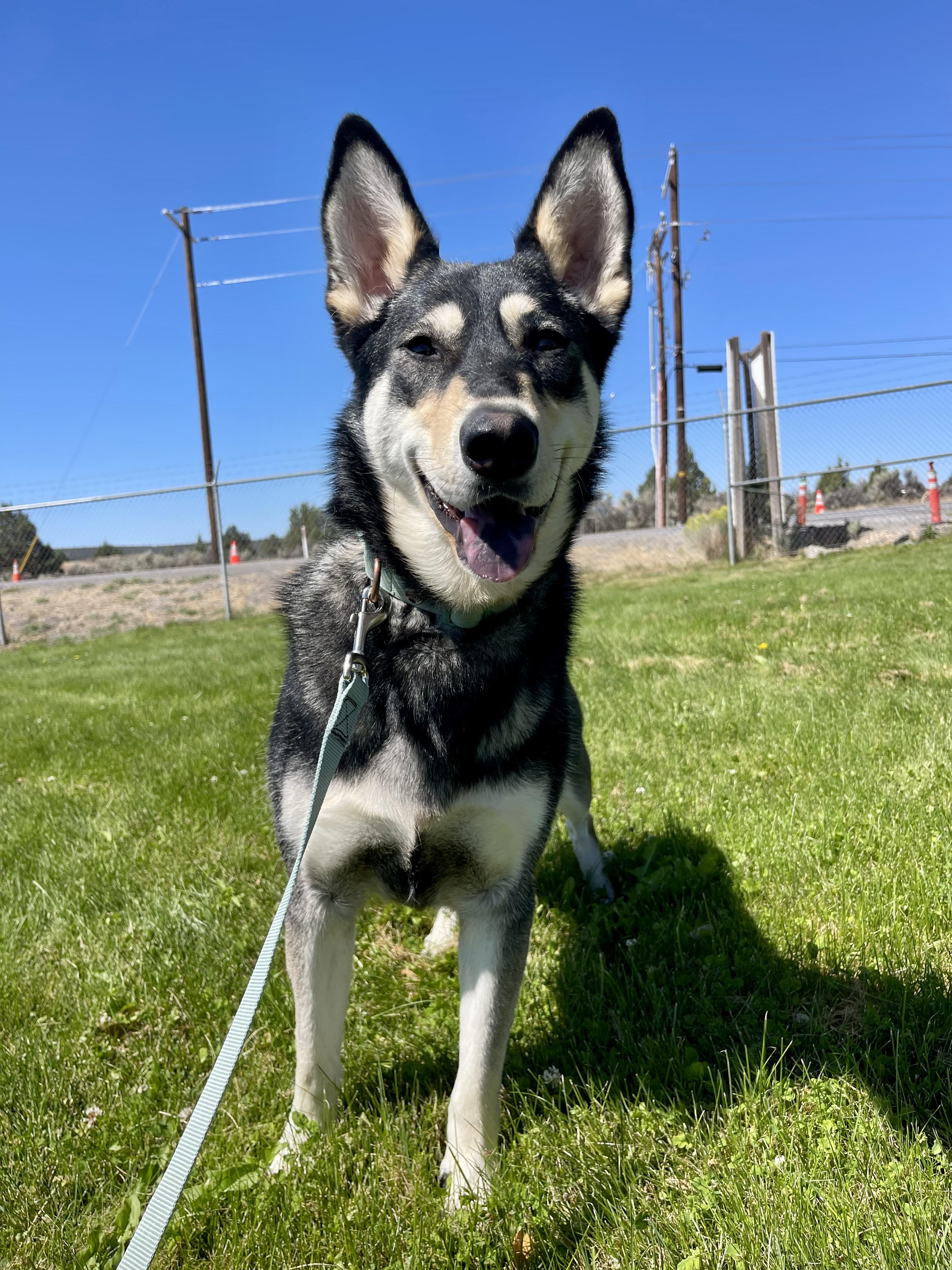 Alaska, an adoptable Siberian Husky, German Shepherd Dog in Prineville, OR, 97754 | Photo Image 2