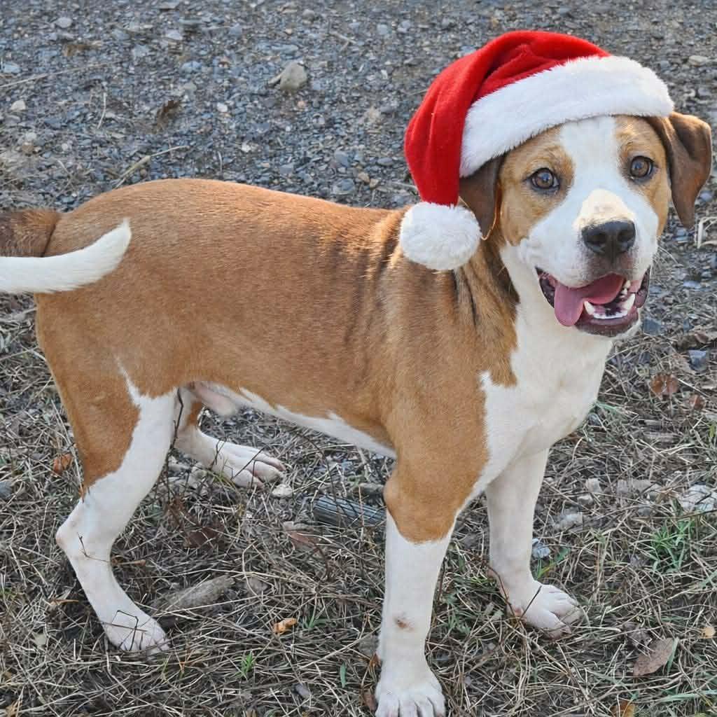 Enlarge Rydley, a Adoptable Mixed Breed in Perryville, AR image 1/3